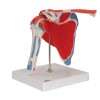 Anatomisch Schoudermodel met afneembare spieren