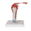 Anatomisch Schoudermodel met afneembare spieren