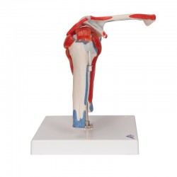 Anatomisch Schoudermodel met afneembare spieren