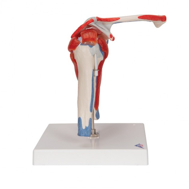 Anatomisch Schoudermodel met afneembare spieren