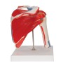 Anatomisch Schoudermodel met afneembare spieren
