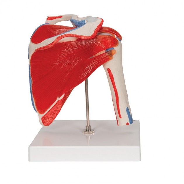 Anatomisch Schoudermodel met afneembare spieren