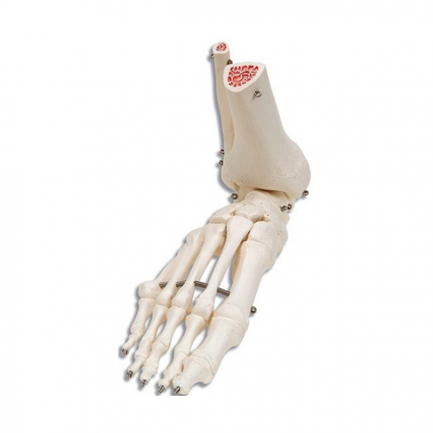 Anatomisch model - Enkelgewricht Anatomisch model - Enkelgewricht