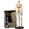 Skelet op standaard 40 cm