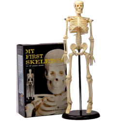 Skelet op standaard 40 cm