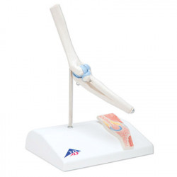 Anatomisch Model Mini Elleboog