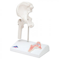 Anatomisch Model Mini Heup