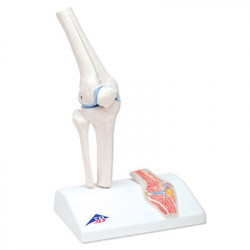 Anatomisch Model Mini Knie