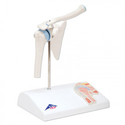 Anatomisch Model Mini Schouder