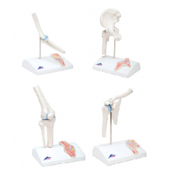 Anatomisch Model Mini Serie (4 Gewrichten)