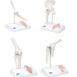 Anatomisch Model Mini Serie (4 Gewrichten)