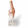 Anatomisch model - Kniegewricht Anatomisch model - Kniegewricht