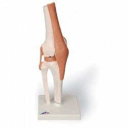 Anatomisch model - Kniegewricht