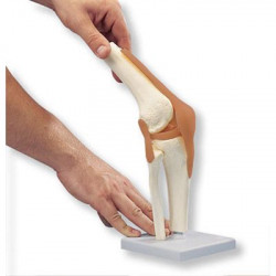 Anatomisch model - Kniegewricht