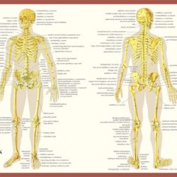 Anatomische Kaart A2 Skelet