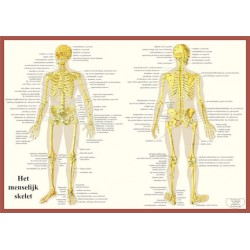 Anatomische Kaart A2 Skelet Anatomische Kaart A2 Skelet