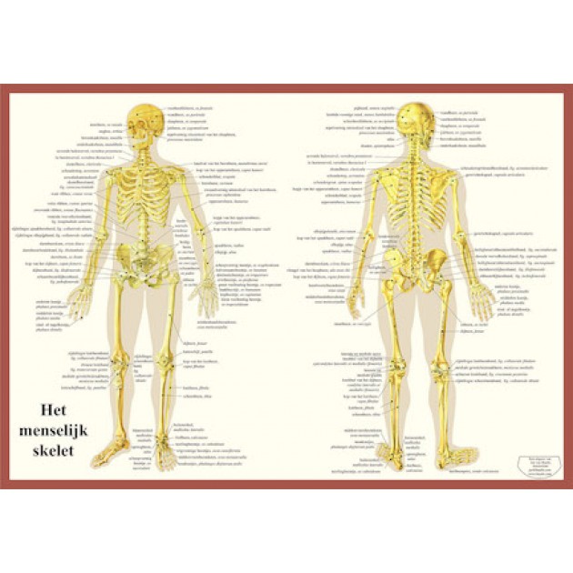Anatomische Kaart A2 Skelet Anatomische Kaart A2 Skelet
