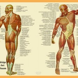Anatomische Kaart A2 Spieren