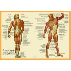 Anatomische Kaart A2 Spieren Anatomische Kaart A2 Spieren