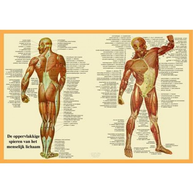 Anatomische Kaart A2 Spieren Anatomische Kaart A2 Spieren