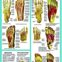 Anatomische Kaart A2 Voet