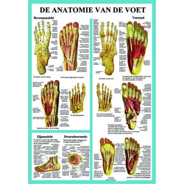 Anatomische Kaart A2 Voet Anatomische Kaart A2 Voet