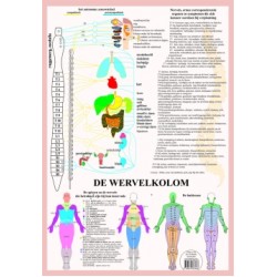 Anatomische Kaart A2 Wervelkolom Anatomische Kaart A2 Wervelkolom