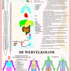Anatomische Kaart A2 Wervelkolom