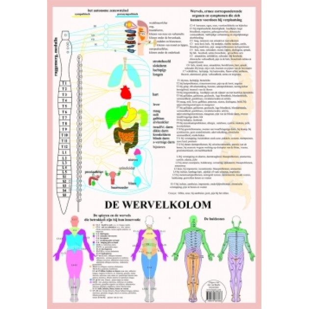 Anatomische Kaart A2 Wervelkolom