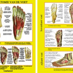 Anatomische Kaart A4 Voet 