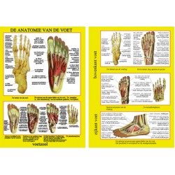 Anatomische Kaart A4 Voet Anatomische Kaart A4 Voet