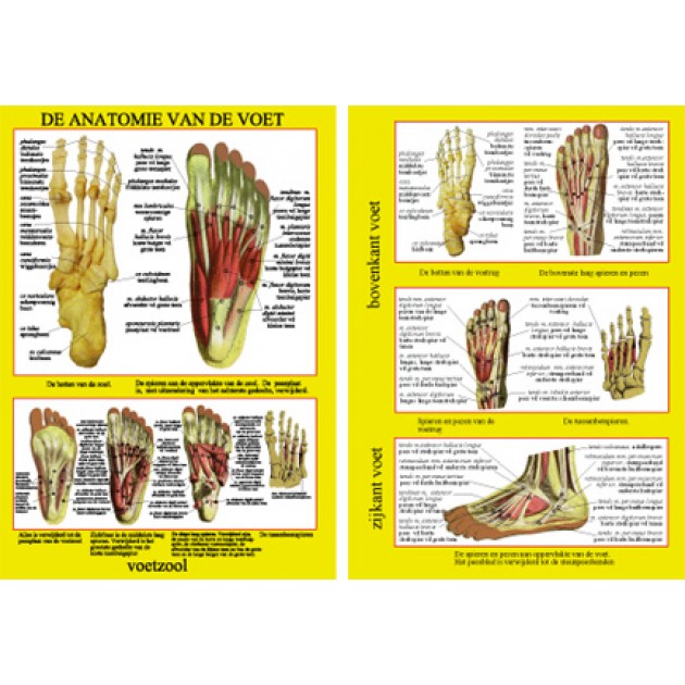 Anatomische Kaart A4 Voet Anatomische Kaart A4 Voet