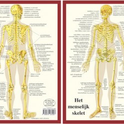 Anatomische Kaart A4 Skelet 