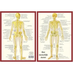 Anatomische Kaart A4 Skelet Anatomische Kaart A4 Skelet