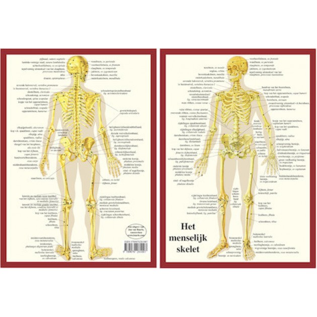 Anatomische Kaart A4 Skelet Anatomische Kaart A4 Skelet