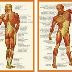 Anatomische Kaart A4 Spieren