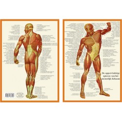 Anatomische Kaart A4 Spieren Anatomische Kaart A4 Spieren