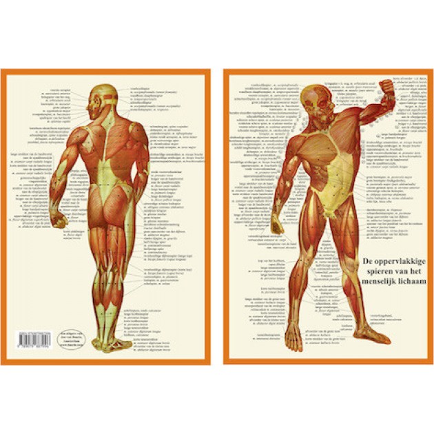 Anatomische Kaart A4 Spieren Anatomische Kaart A4 Spieren