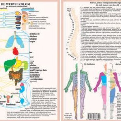 Anatomische Kaart A4 Wervelkolom