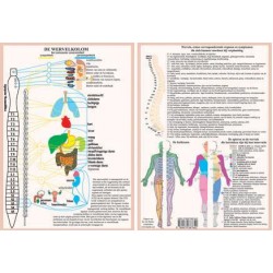 Anatomische Kaart A4 Wervelkolom Anatomische Kaart A4 Wervelkolom