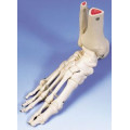 Anatomische modellen