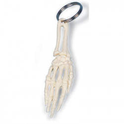 Sleutelhanger Anatomisch Model