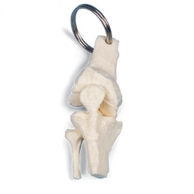 Sleutelhanger Anatomisch Model