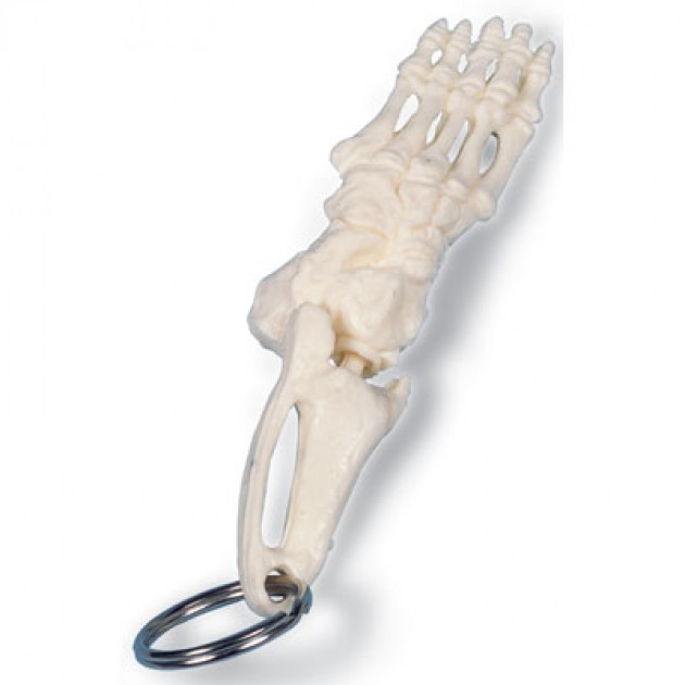 Sleutelhanger Anatomisch Model