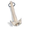 Sleutelhanger Anatomisch Model