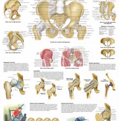 Poster Bekken & Heupgewricht (Dubbelzijdig Gelamineerd)
