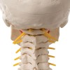 Schedel op cervicale wervelkolom Schedel op cervicale wervelkolom