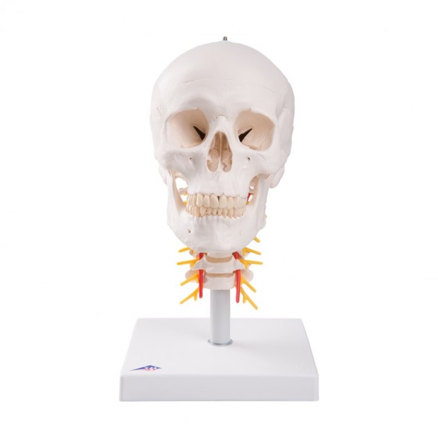 Schedel op cervicale wervelkolom Schedel op cervicale wervelkolom